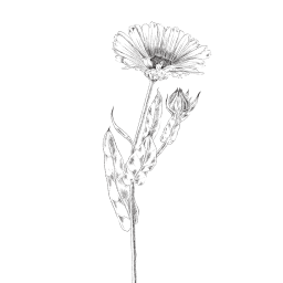 illustration botanique calendula