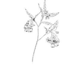 illustration botanique consoude