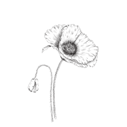 illustration botanique coquelicot