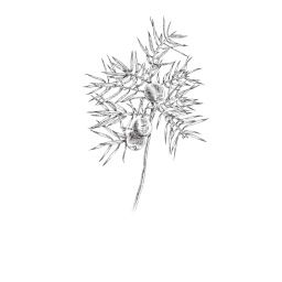 illustration botanique genévrier