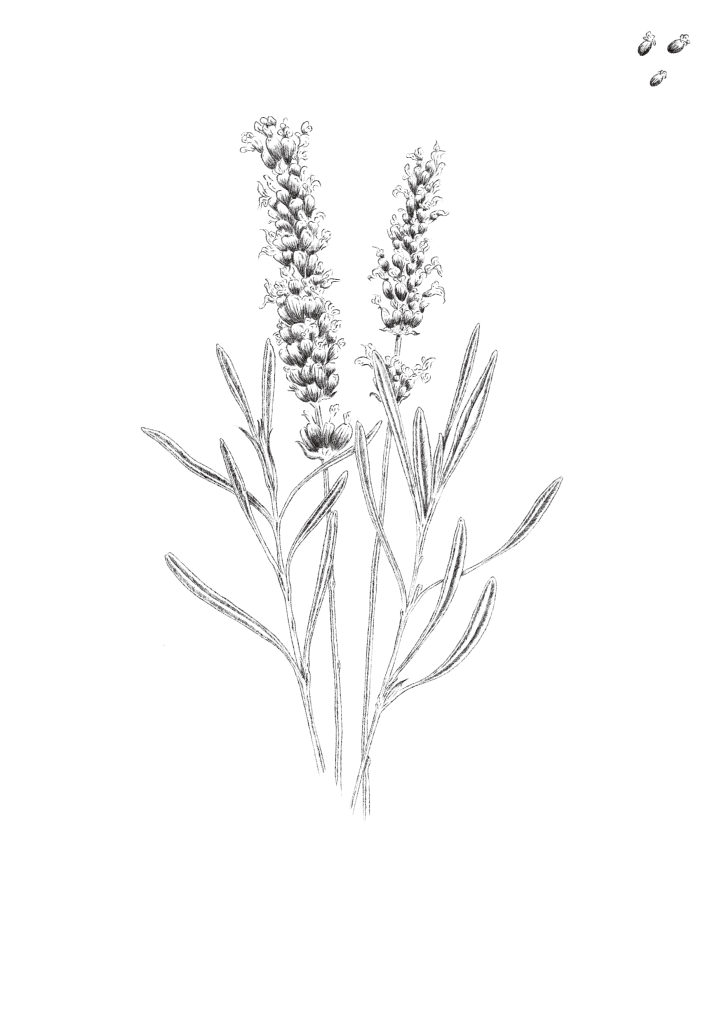 illustration botanique lavande