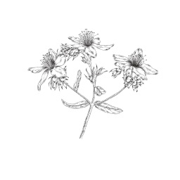 illustration botanique millepertuis