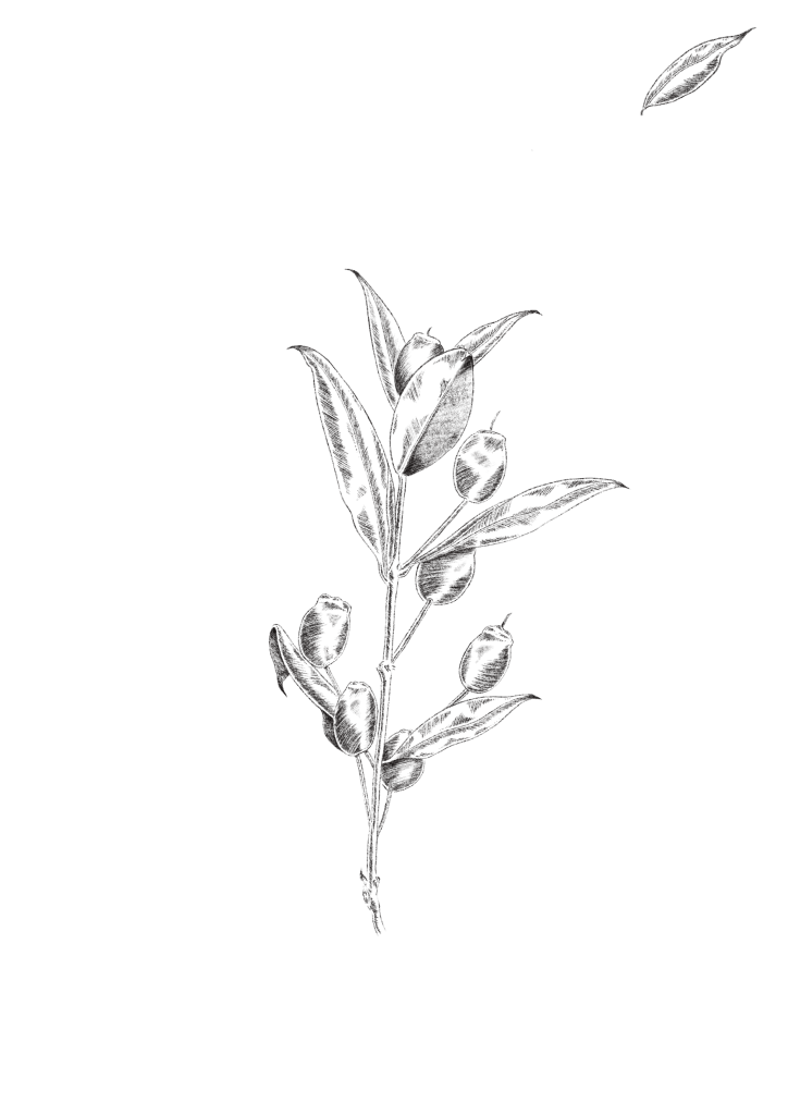 illustration botanique myrte