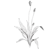 illustration botanique plantain