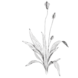 illustration botanique plantain