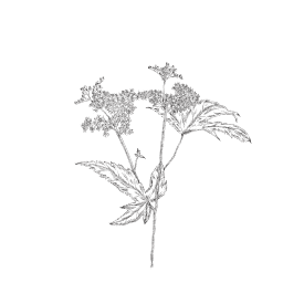 illustration botanique reine des prés