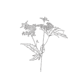 illustration botanique reine des prés