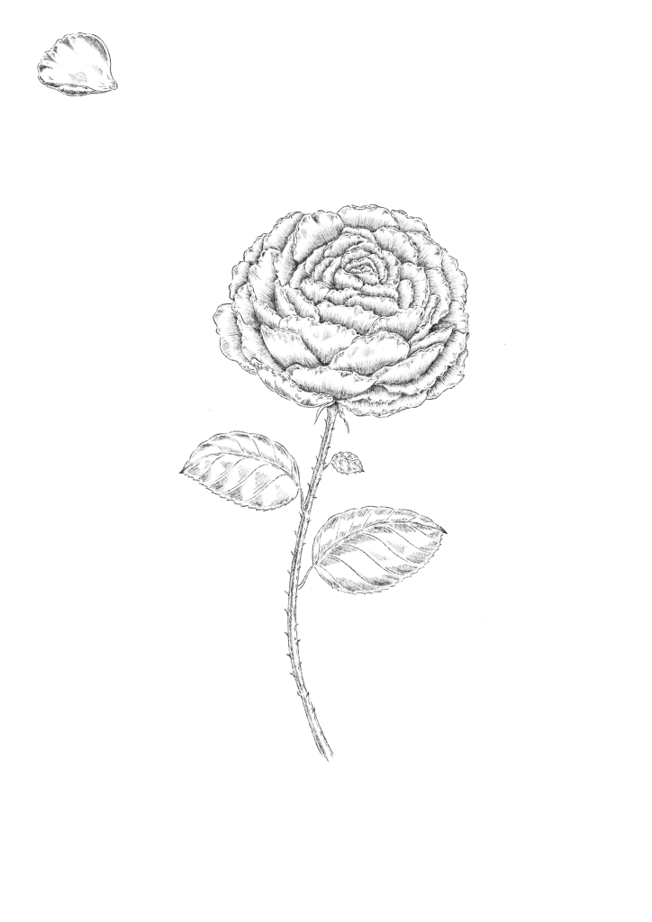 illustration botanique rose Centifolia