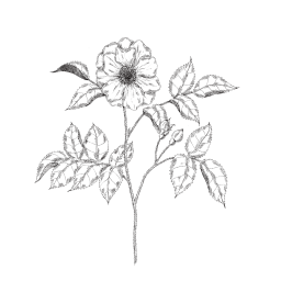 illustration botanique rose de Provins