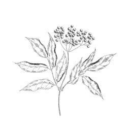 Illustration botanique sureau