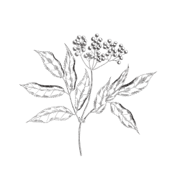 Illustration botanique sureau