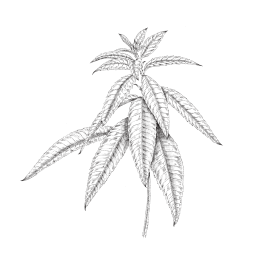 illustration botanique verveine