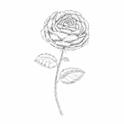 illustration botanique rose Centifolia